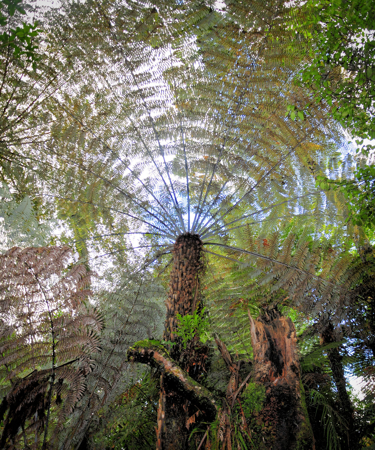 Un viaggio in Nuova Zelanda: verso Rotorua - 4