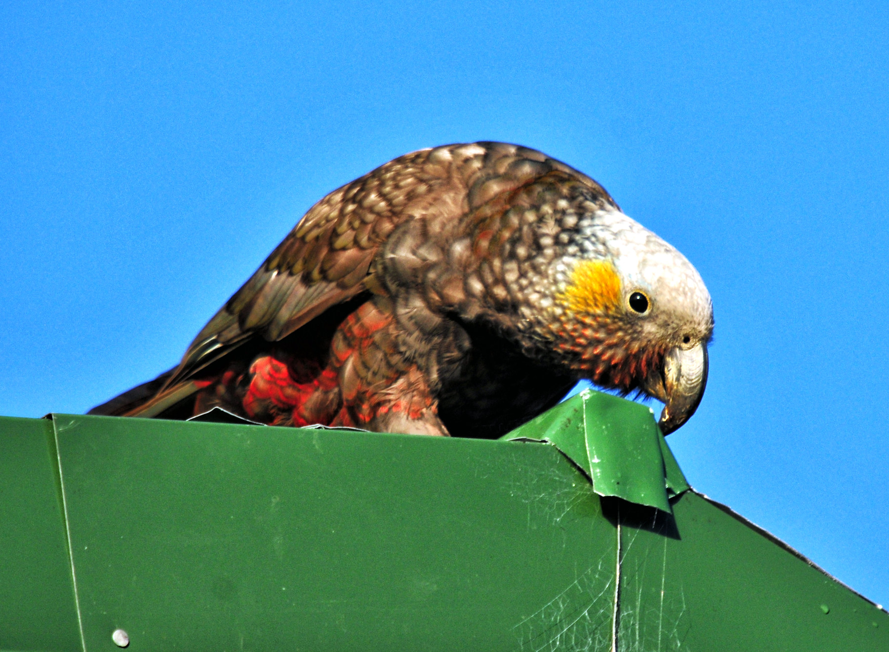 Birdwatching a Stewart Island - Viaggio in Nuova Zelanda #11