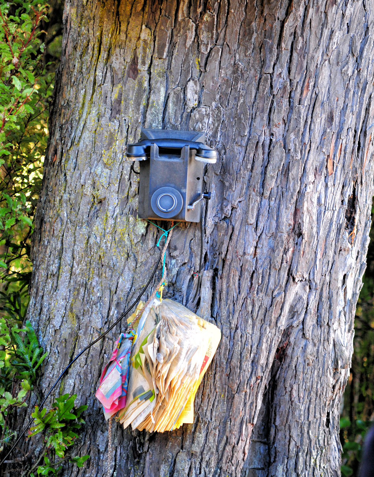 Birdwatching a Stewart Island - Viaggio in Nuova Zelanda #11