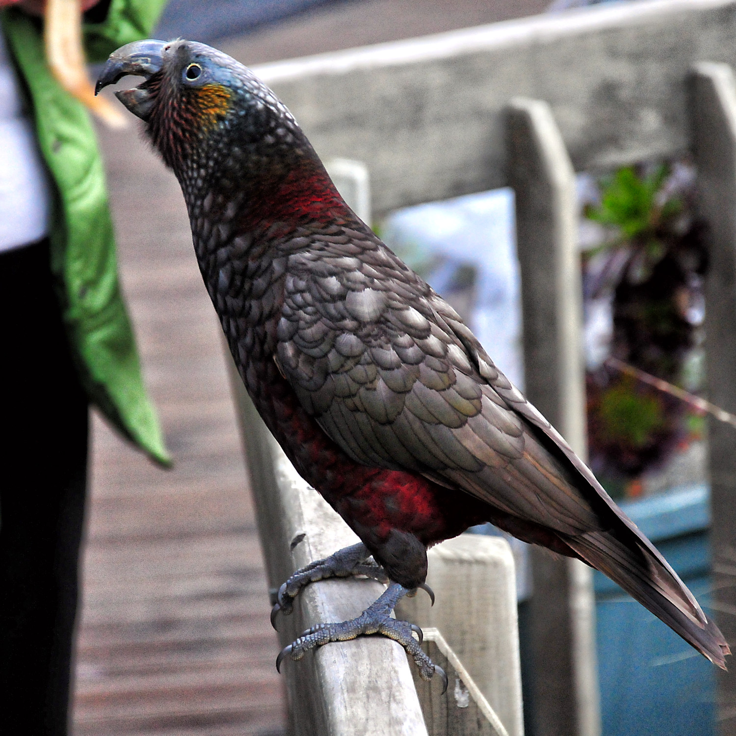 Birdwatching a Stewart Island - Viaggio in Nuova Zelanda #11
