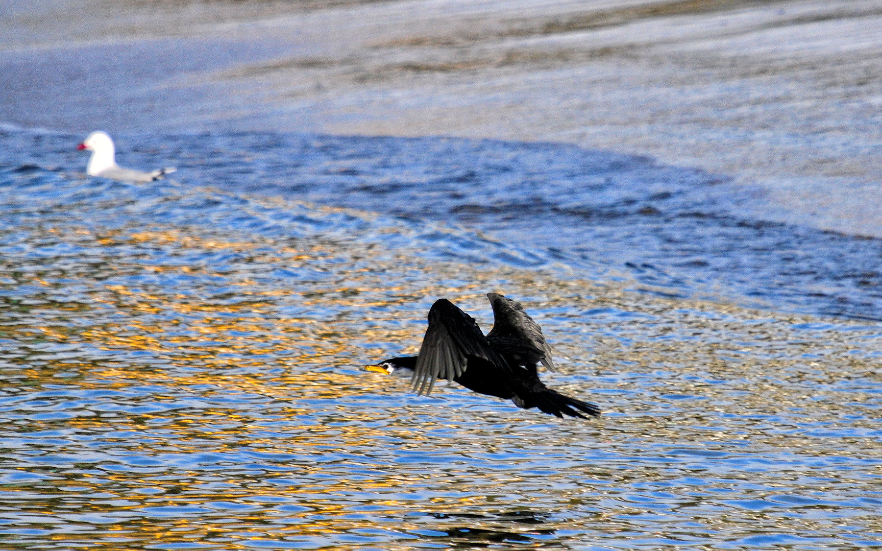 Birdwatching a Stewart Island - Viaggio in Nuova Zelanda #11
