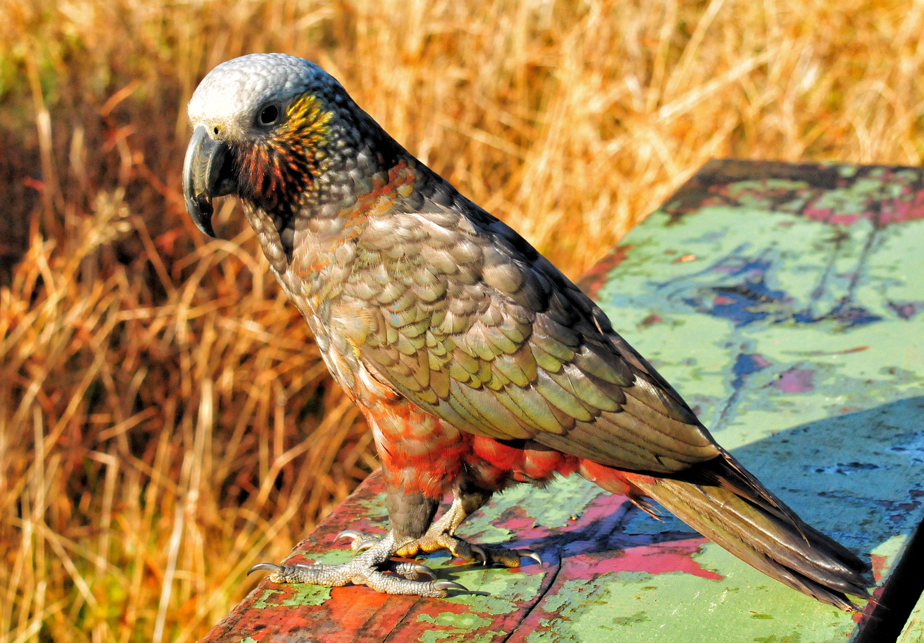 Birdwatching a Stewart Island - Viaggio in Nuova Zelanda #11