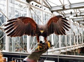 Il falco di Paddington ritorna