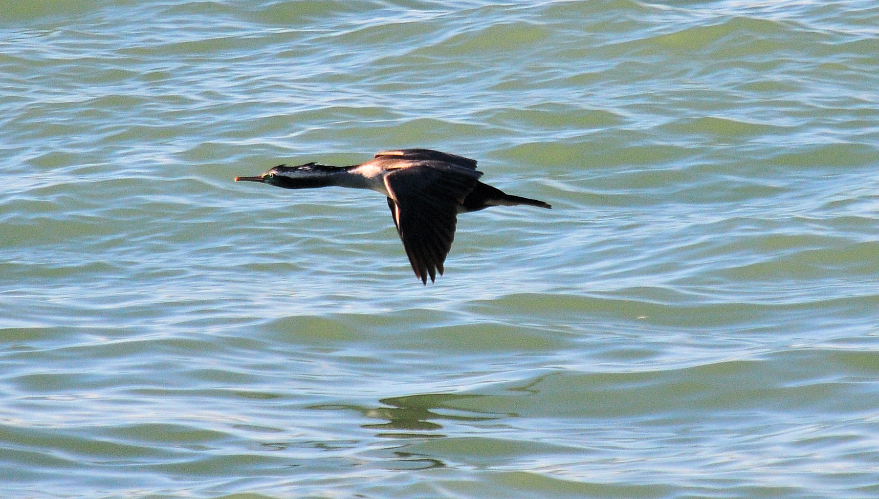 Massi di Moeraki, museo dell aviazione e chiese - Viaggio in Nuova Zelanda #9