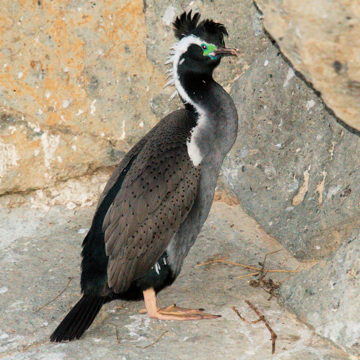 Massi di Moeraki, museo dell aviazione e chiese - Viaggio in Nuova Zelanda #9