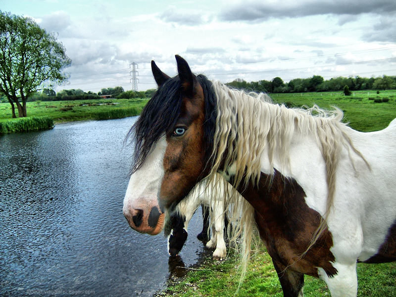 Cavalli lungo il fiume Colne