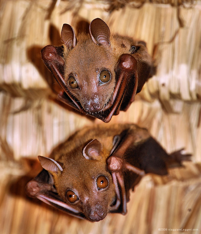 Pipistrelli a Batam, Indonesia