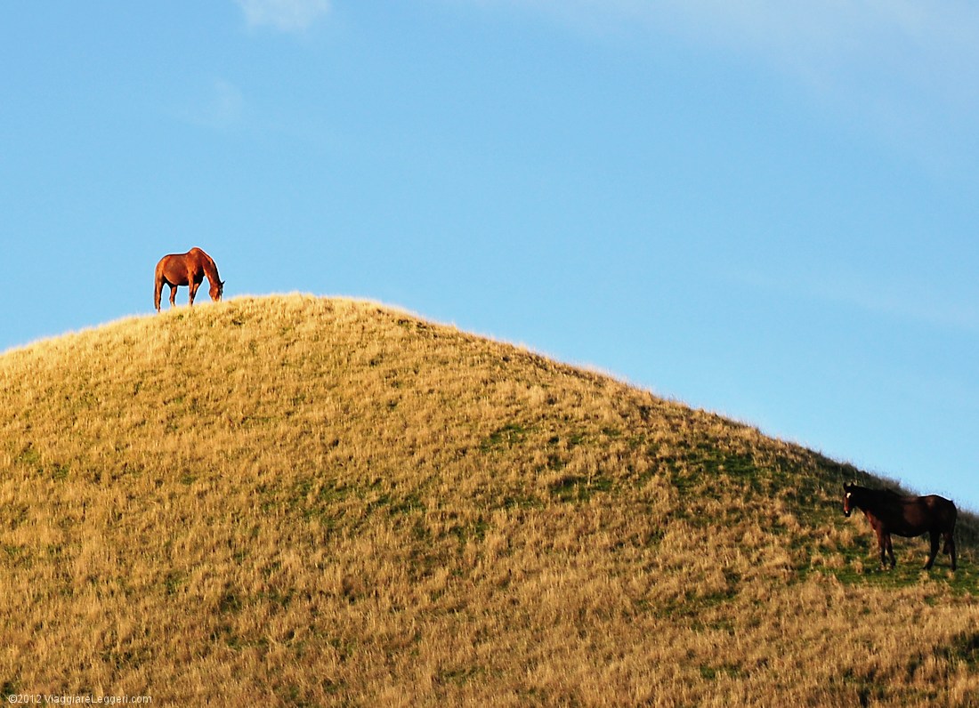 Cavalli in collina