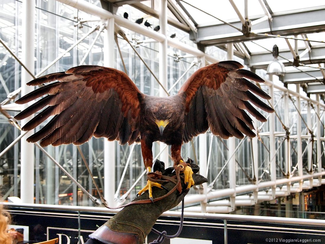 Il falco di Paddington Station