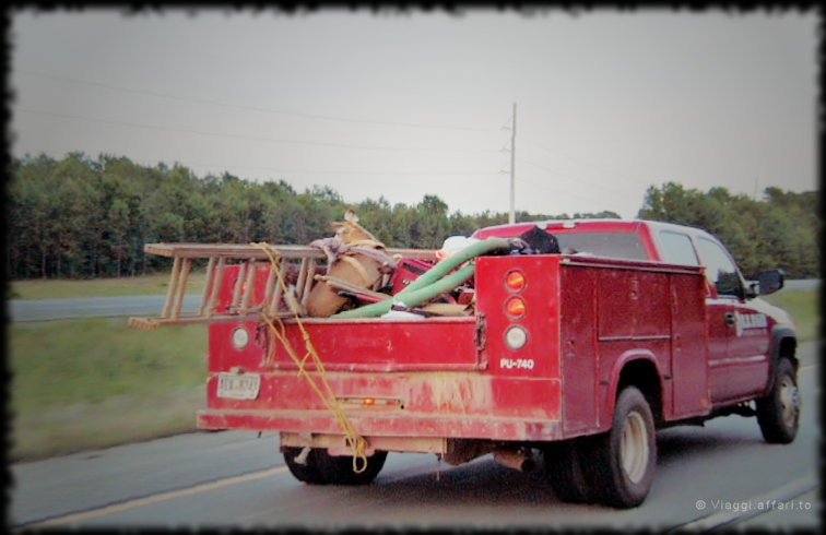 Pick-up in autostrada con cervo nel cassone - Georgia, USA