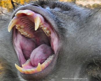 Un simpatico macaco fascicolato sorride per i fotografi