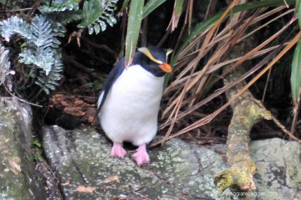 Un pinguino nel Doubtful Sound, NZ