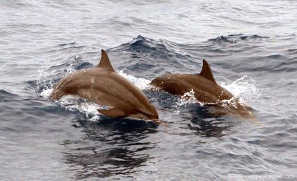 Delfini a Hualien