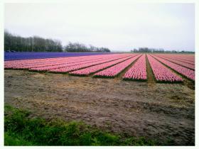 Lo so, l'Olanda e' terra di tulipani. Pero' ho