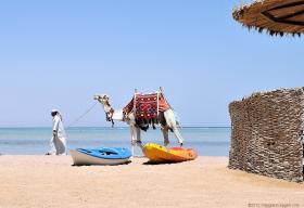 Il cammelliere in spiaggia
