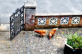 Cose che non t'aspetti in Inghilterra: le galline in cortile