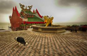 Visita al villaggio taiwanese di Qiaozi con un cane come guida