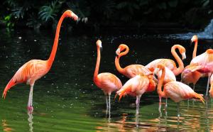 Visita al Jurong Bird Park, Singapore