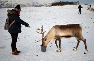 Tromsø : le renne, la gita in slitta, i Sami