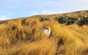 Ci svegliamo a Dunedin dopo aver visto le sfere